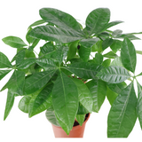 Pachira Plant 13cm Pot (Money Tree 发财树)