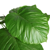 Ficus Umbellata (Umbrella Fig Tree)