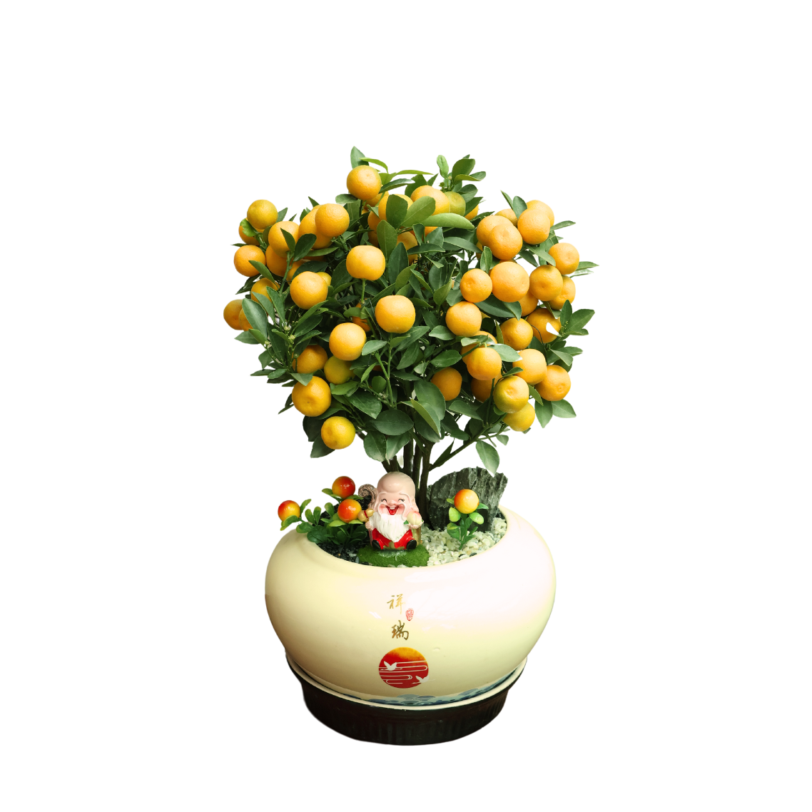 Lime Plant in Festive pot