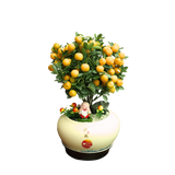 Lime Plant in Festive pot