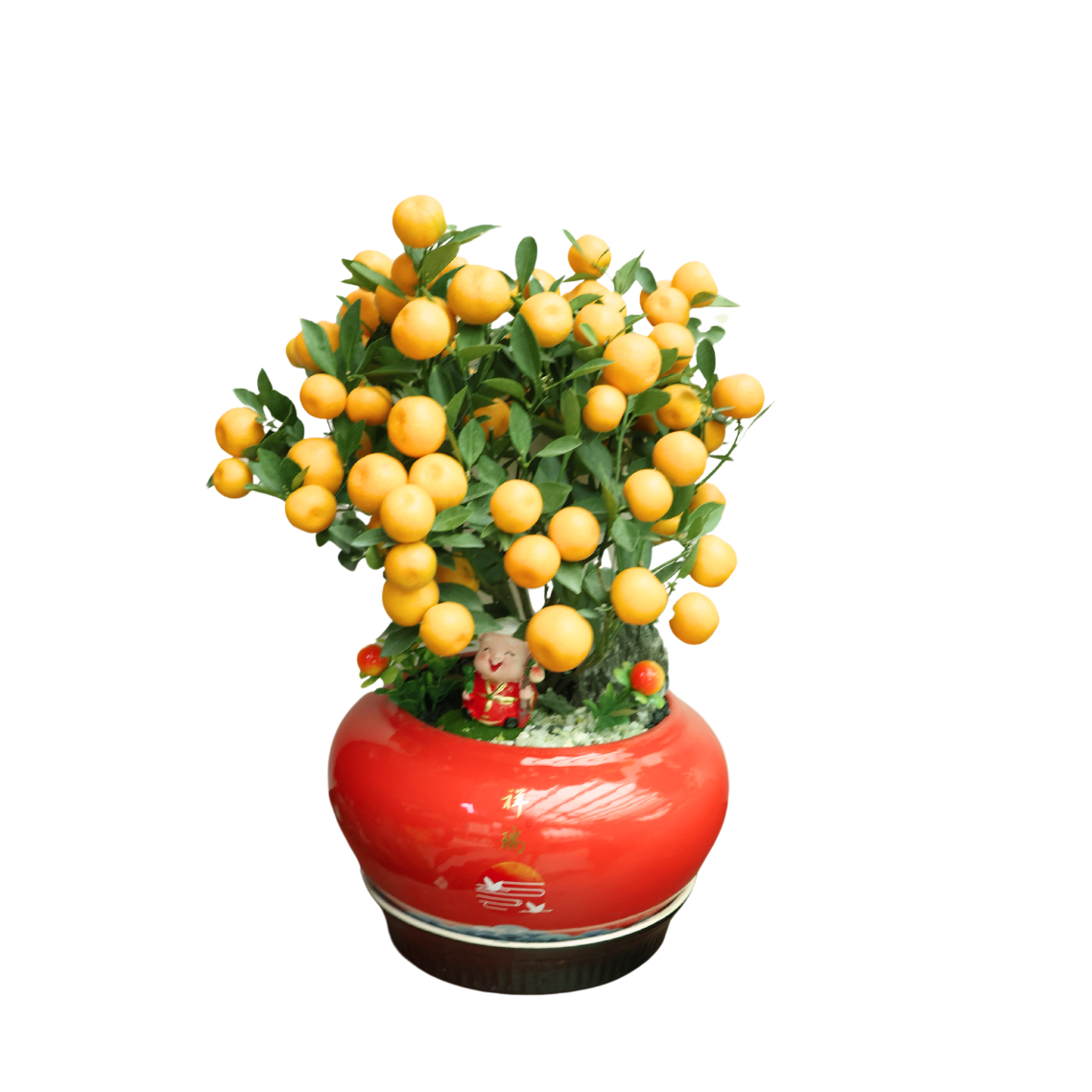 Lime Plant in Festive pot