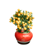 Lime Plant in Festive pot