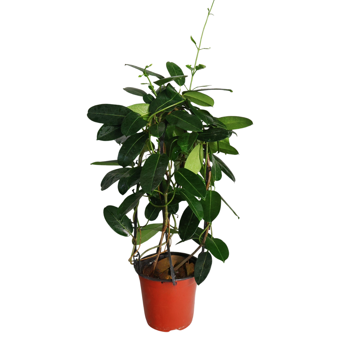 Madagascar Jasmine 茉莉