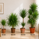 Dracaena Draco (Dragon Tree)