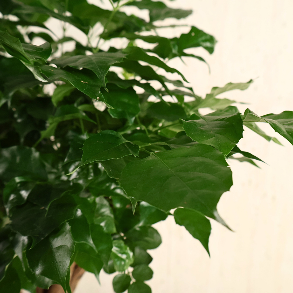 Radermachera Sinica (China Doll Plant)