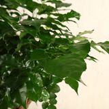 Radermachera Sinica (China Doll Plant)