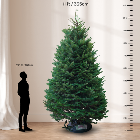 Noble Fir Christmas Tree 11-12FT (USA No.1 Grade)