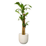 Dracaena Fragrans (Iron Tree) in Ceramic Pot (110cm)