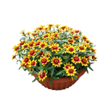 Zinnia Bowl (百日菊)