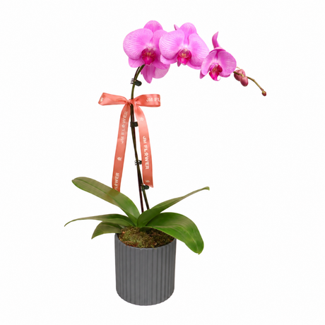 Grace Orchid (1 Single Stalk) - Orchid Phalaenopsis
