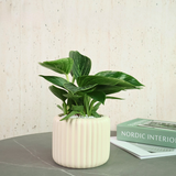 Philodendron Birkin in Ceramic Pot - Corporate Gifts