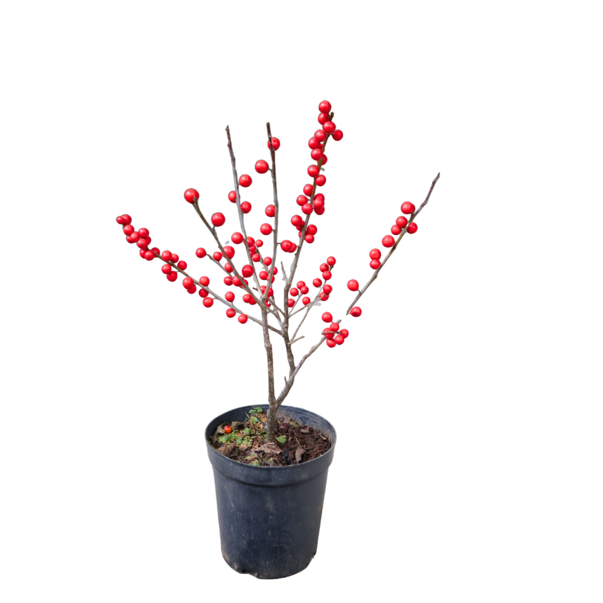 Ilex Verticillata (Winterberry) Plant