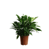 Spathiphyllum (Peace Lily)