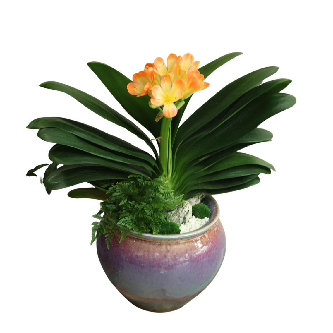 Clivia Miniata (Bush Lily 君子兰) in Festive Pot