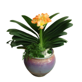 Clivia Miniata (Bush Lily 君子兰) in Festive Pot