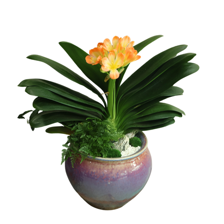 Clivia Miniata (Bush Lily 君子兰) in Festive Pot