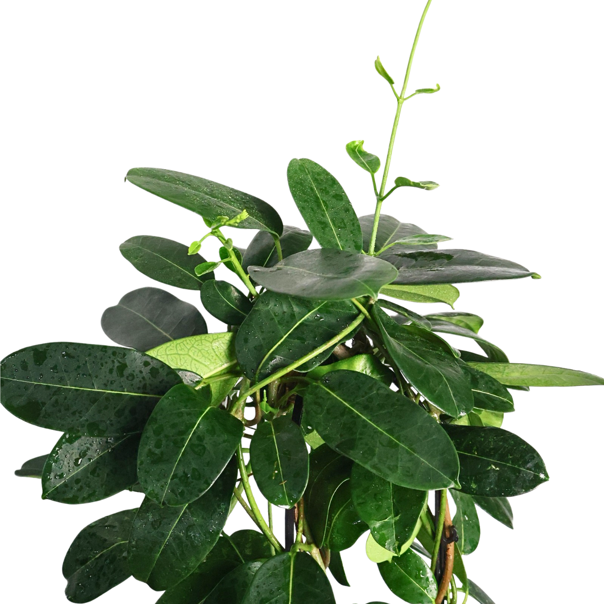 Madagascar Jasmine 茉莉