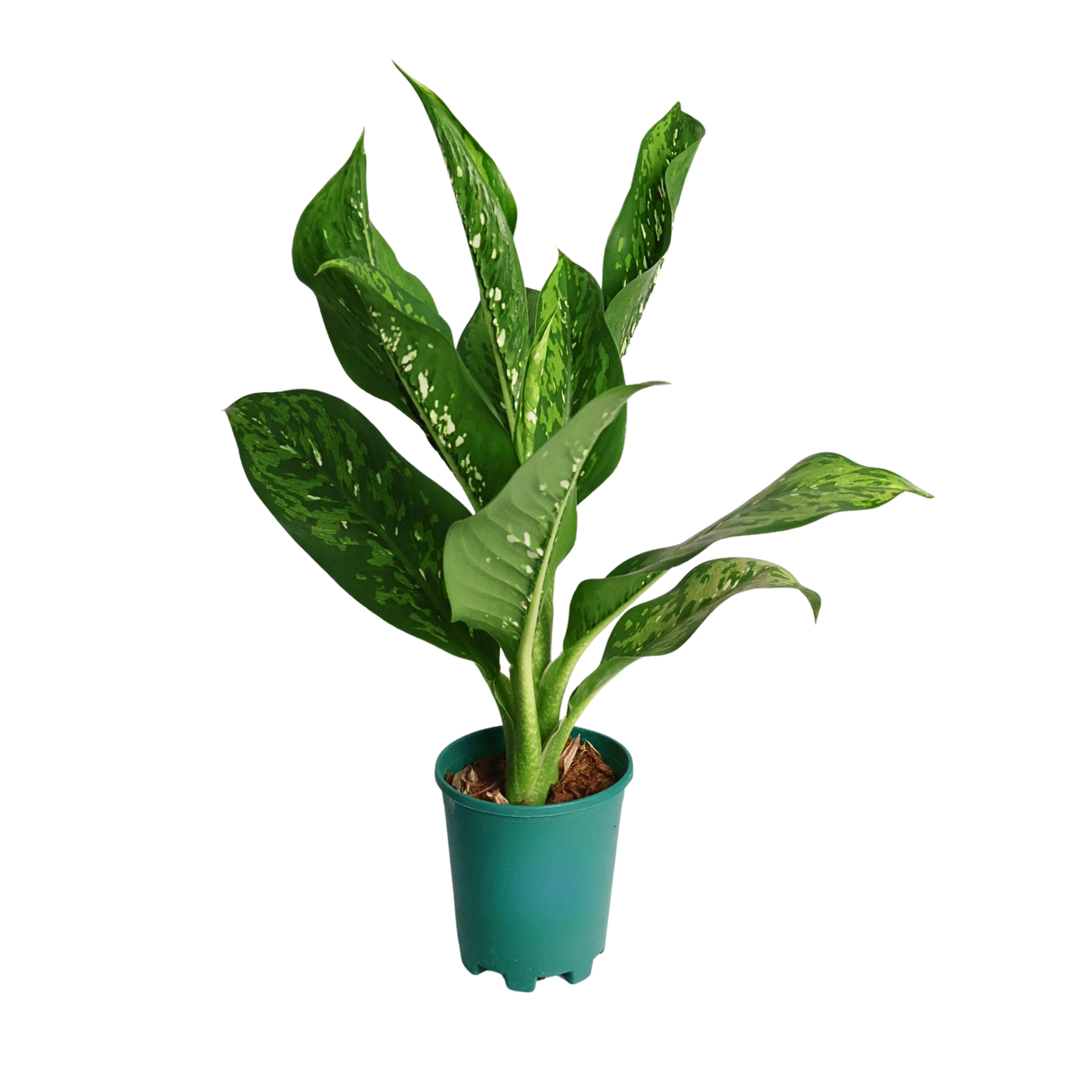 Dieffenbachia (Dumb cane)