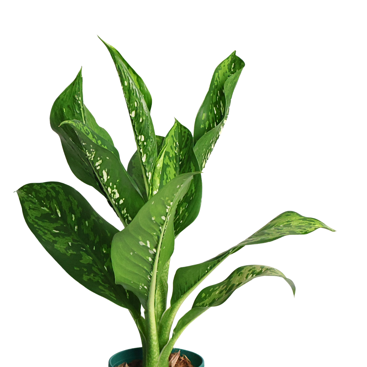 Dieffenbachia (Dumb cane)