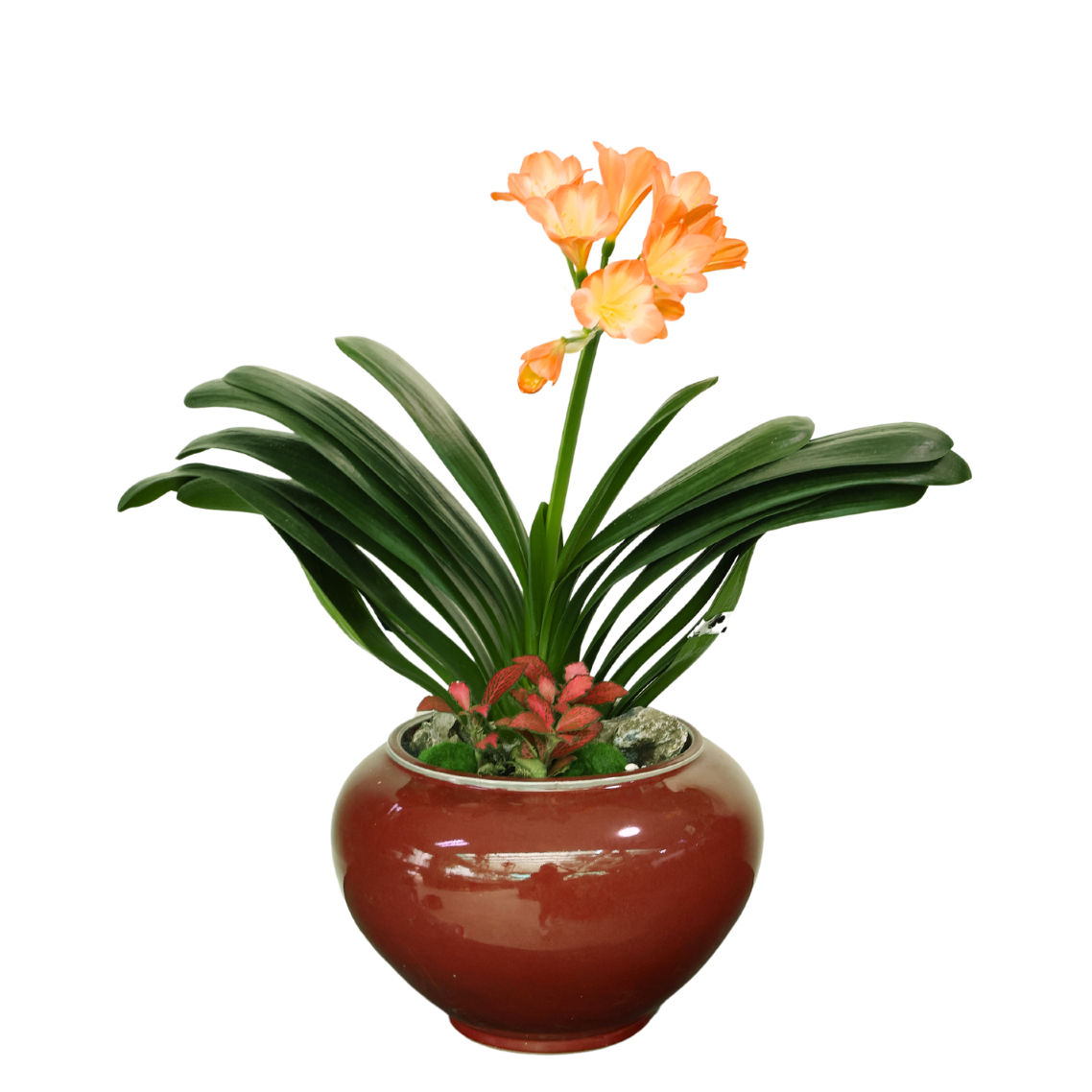 Clivia Miniata (Bush Lily 君子兰) in Festive Pot