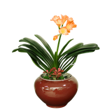 Clivia Miniata (Bush Lily 君子兰) in Festive Pot