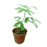 Everfresh 20cm Pot