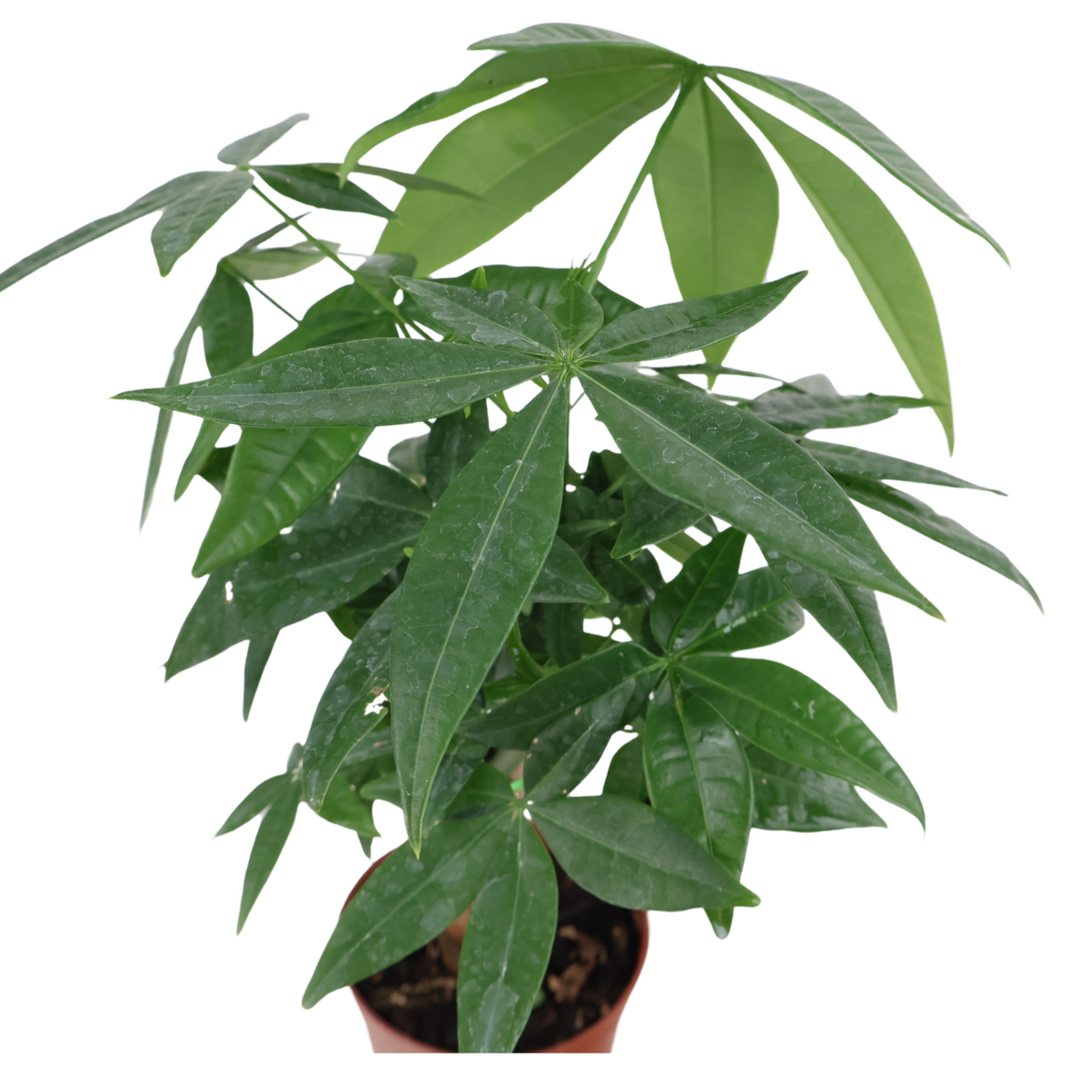 Pachira Plant 13cm Pot (Money Tree 发财树)