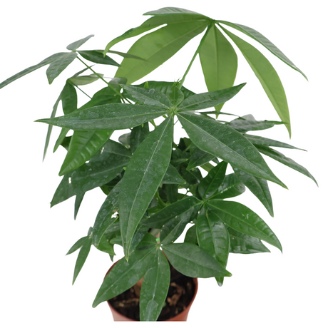 Pachira Plant 13cm Pot (Money Tree 发财树)