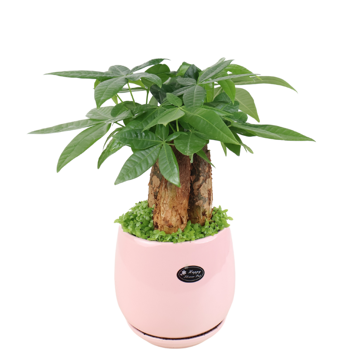 Pachira Plant Assorted Pot (Money Tree 发财树)