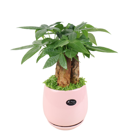 Pachira Plant (Money Tree 发财树) in Assorted Pot