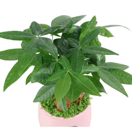 Pachira Plant Assorted Pot (Money Tree 发财树)