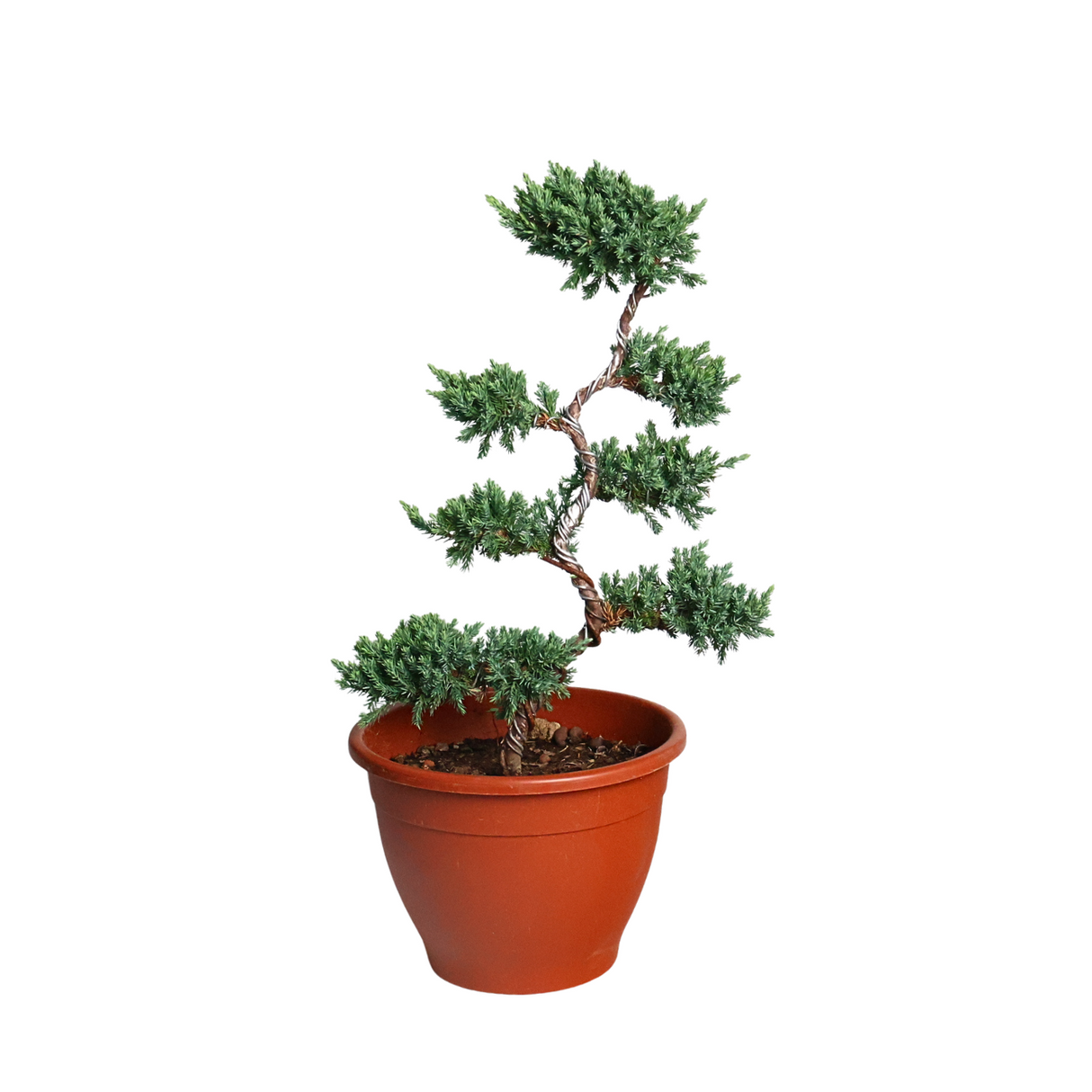 Chinese Juniper (Pine Bonsai)