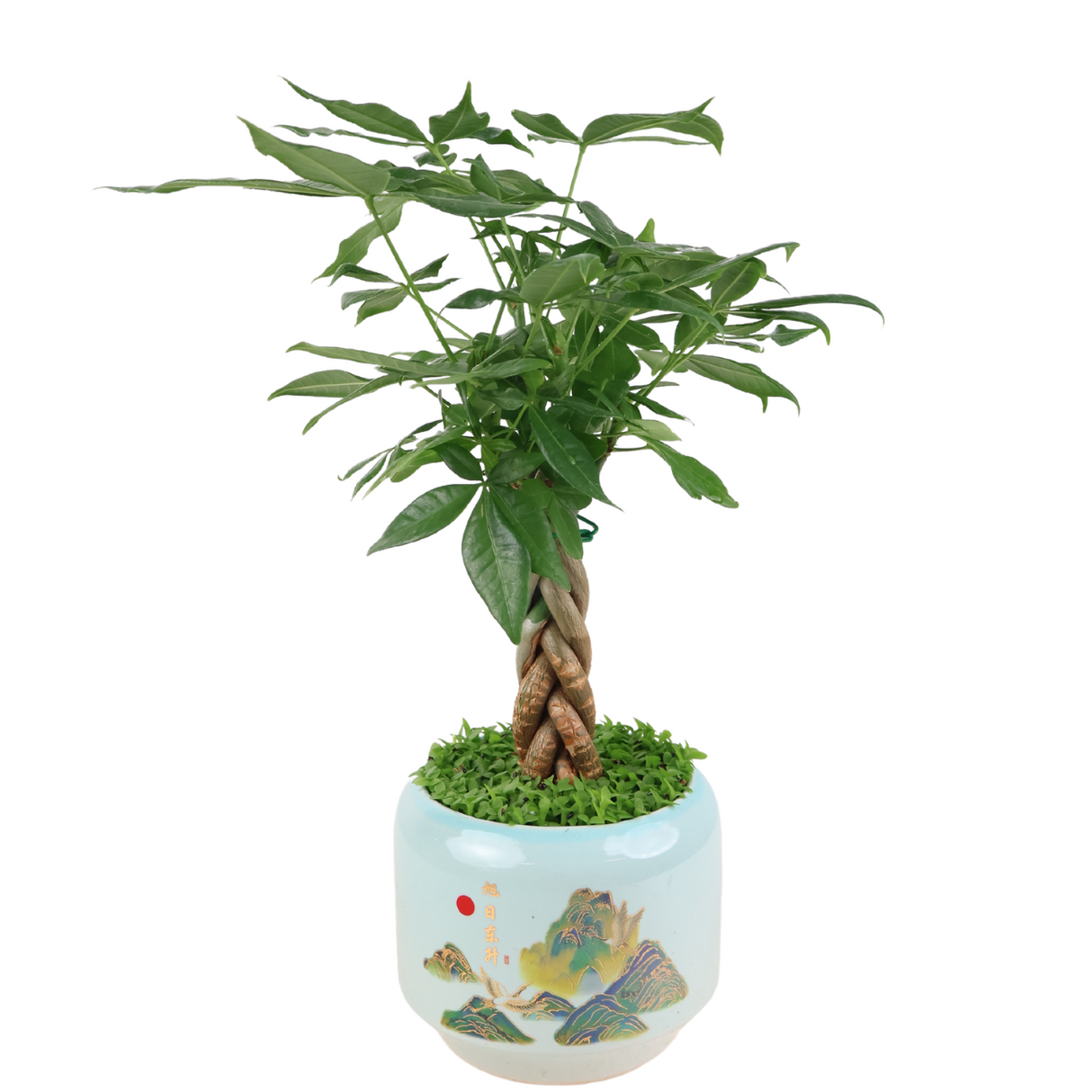 Pachira Plant Assorted Pot (Money Tree 发财树)