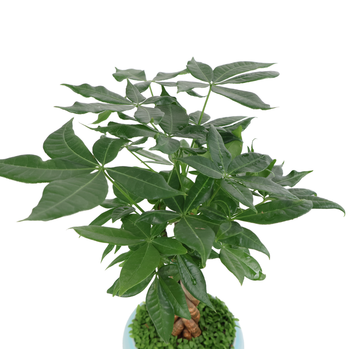 Pachira Plant Assorted Pot (Money Tree 发财树)