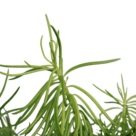 Kleinia Barbertonica (Succulent Bush)