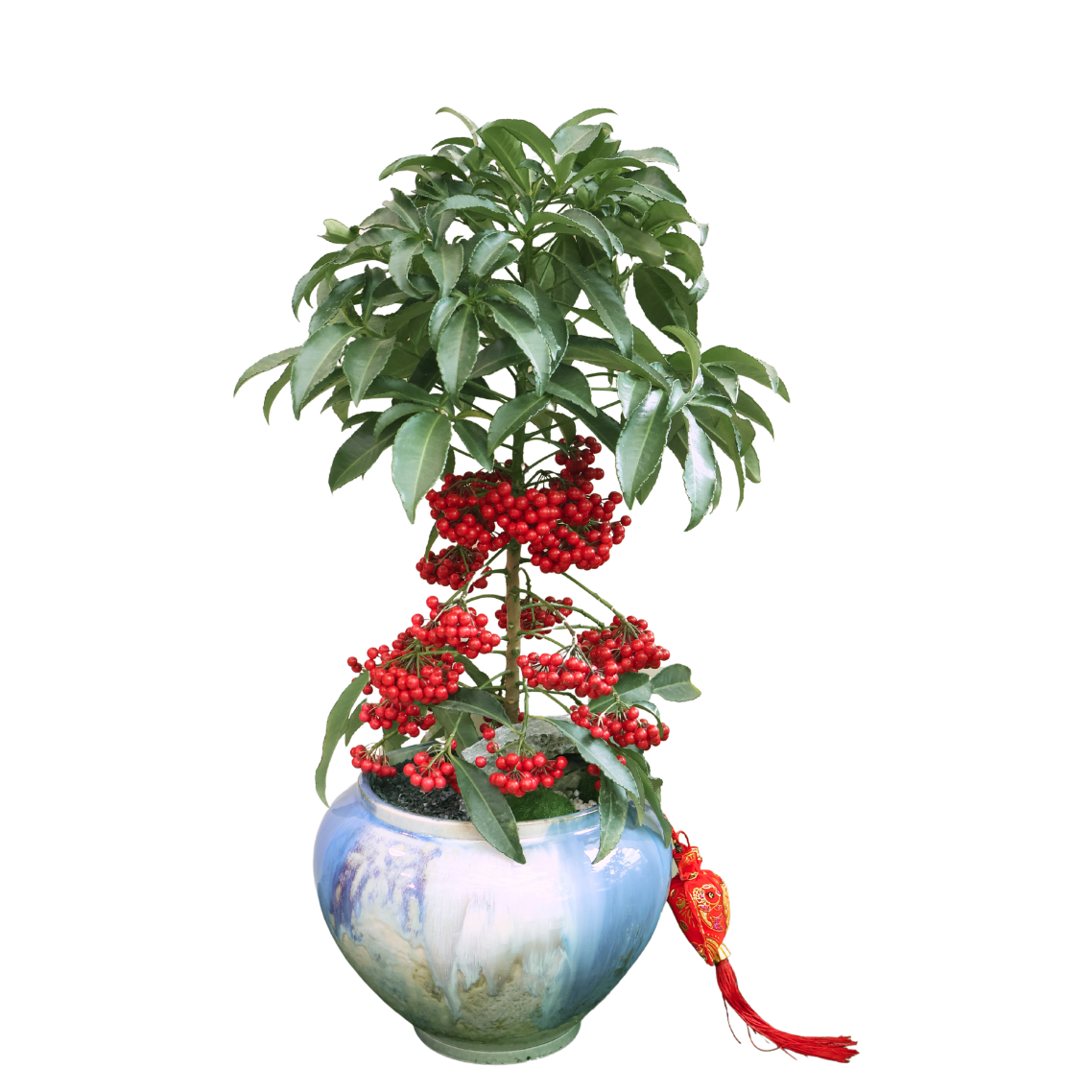 Ardisia Crenata Plant (Lucky Berries 富贵籽)