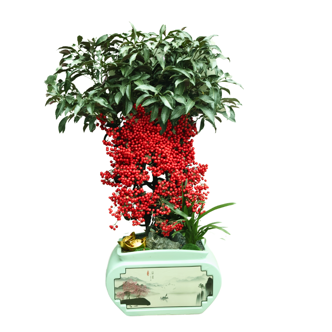 Ardisia Crenata Plant in Festive Pot (Lucky Berries 富贵籽)