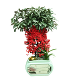 Ardisia Crenata Plant in Festive Pot (Lucky Berries 富贵籽)