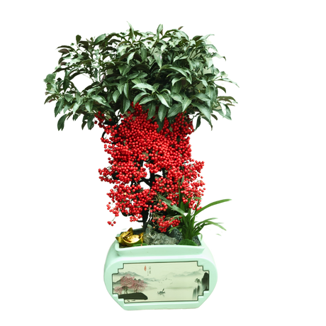 Ardisia Crenata Plant in Festive Pot (Lucky Berries 富贵籽)