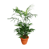 Chamaedorea Seifrizii (Bamboo Palm)