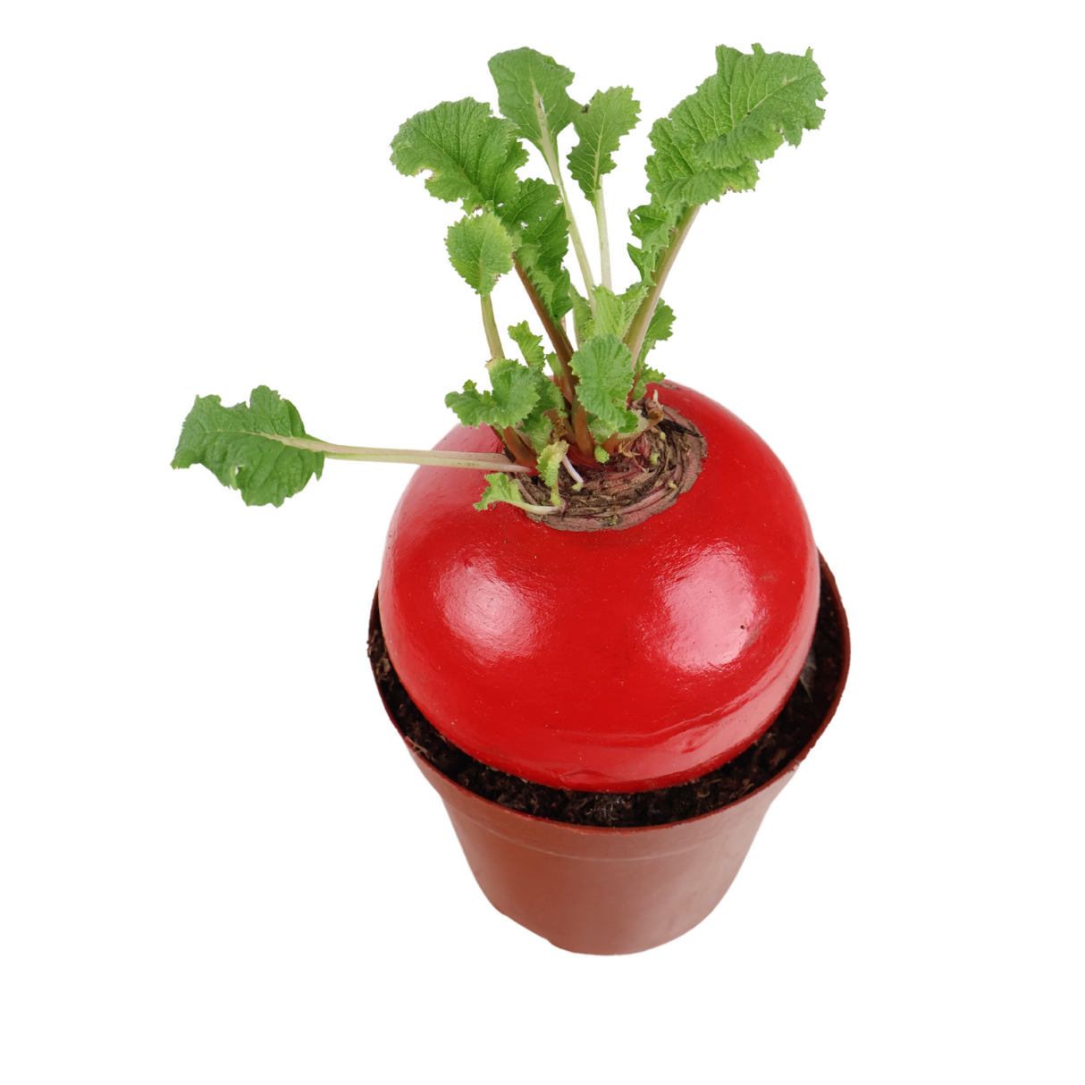 Lucky Radish Plant (好彩头)