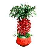 Ardisia Crenata Plant in Festive Pot (Lucky Berries 富贵籽)