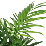 Chamaedorea Seifrizii (Bamboo Palm)
