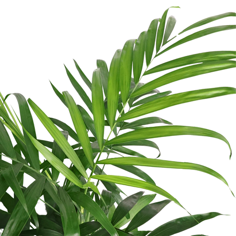 Chamaedorea Seifrizii (Bamboo Palm)