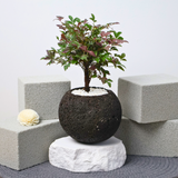 Heavenly Bamboo in Volcanic Rock Pot