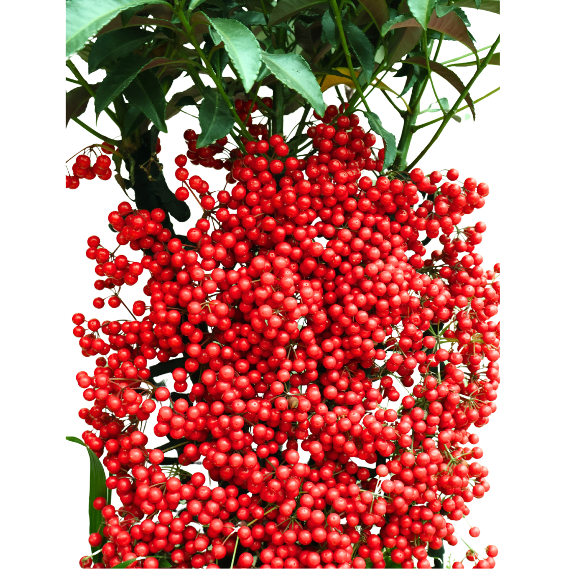 Ardisia Crenata Plant in Festive Pot (Lucky Berries 富贵籽)