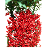 Ardisia Crenata Plant in Festive Pot (Lucky Berries 富贵籽)