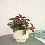 Pilea Involucrata in Ceramic Pot - Corporate Gifts