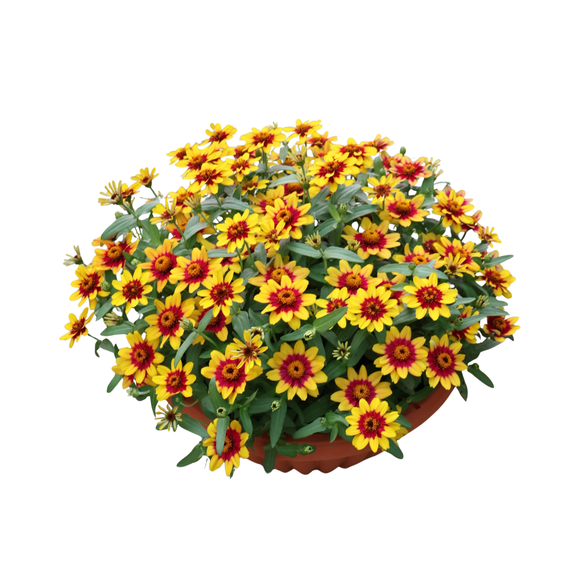 Zinnia Bowl (百日菊)