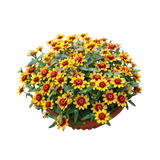 Zinnia Bowl (百日菊)